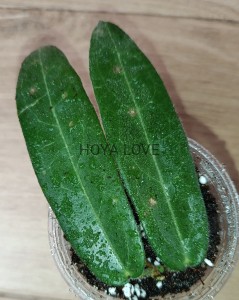 Hoya hypolasia