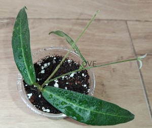 Hoya hypolasia