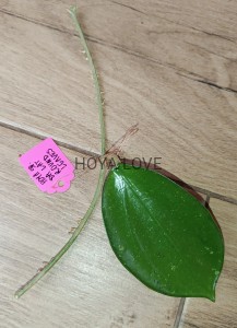 Hoya sp. da lat round leaves
