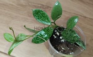 Hoya lacunosa leopard skin