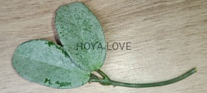 Hoya carnosa nova ghost (green form h. argentea princess)