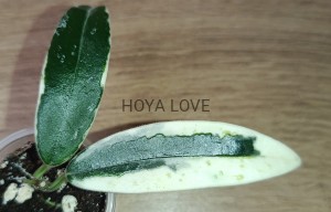 Hoya lyi prism