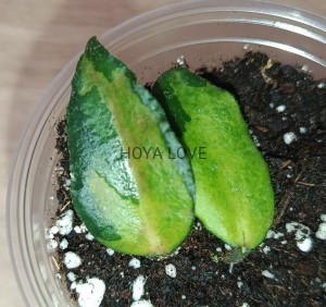 Hoya caudata variegata