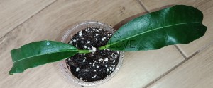 Hoya imperialis red