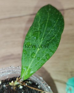 Hoya IML1868 aff. camphorifolia white flower