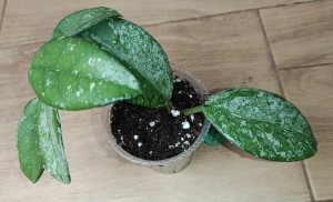 Hoya carnosa wilbur graves