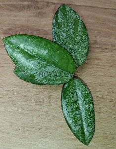 Hoya carnosa wilbur graves