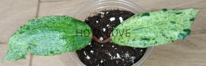 Hoya crocodile