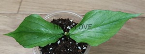 Hoya polyneura broget