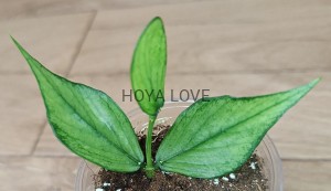 Hoya polyneura broget