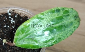 Hoya crocodile