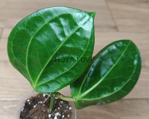 Hoya latifolia
