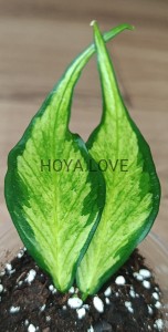 Hoya polyneura inner variegata