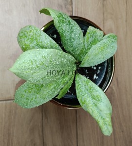 Hoya lorelai EPC 169 mutation
