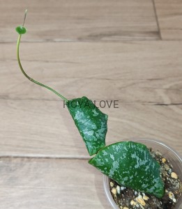 Hoya imbricata