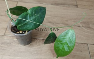 Hoya piestolepis 