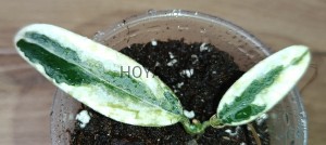 Hoya lyi prism