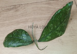 Hoya surprise