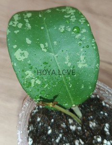 Hoya snow leopard