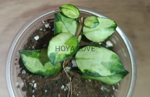 Hoya lacunosa bruno tricolor