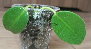 Hoya gigas