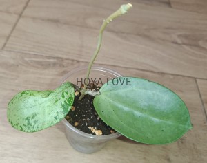 Hoya verticillata silver