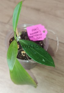 Hoya nicholsoniae cinnamon candy