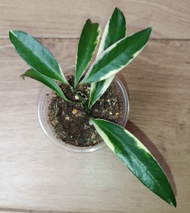 Hoya kentiana lori lyn albomarginata