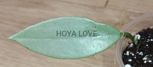 Hoya carnosa Wilbur Graves Silver