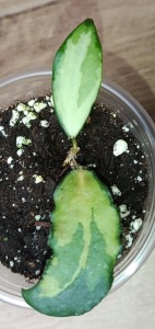 Hoya caudata variegata