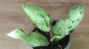 Hoya crocodile
