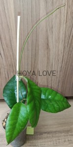 Hoya sp. ivory mountain borneo