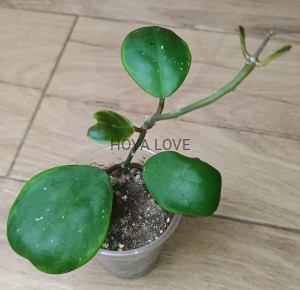 Hoya obovata amelia