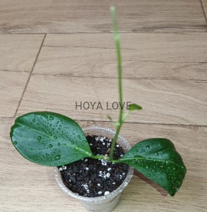 Hoya hellwigiana