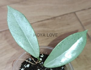 Hoya carnosa Wilbur Graves Silver