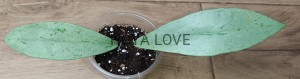 Hoya pubicalyx pink silver ghost
