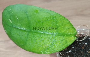 Hoya sp. central kalimantan borneo SML-04 