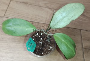 Hoya sp. menak sopal