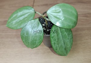 Hoya latifolia silver