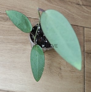 Hoya silver dollar