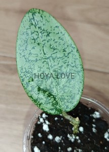Hoya silver dollar