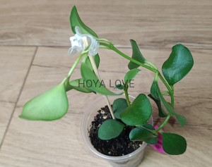 Hoya nummularioides 