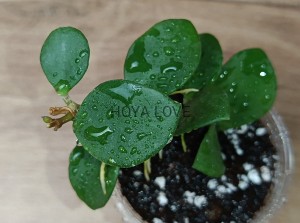 Hoya nummularioides