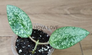 Hoya silver dollar
