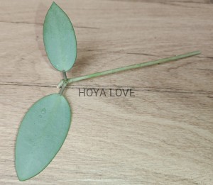Hoya silver dollar