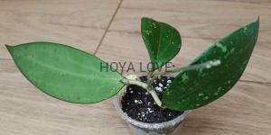 Hoya belladona