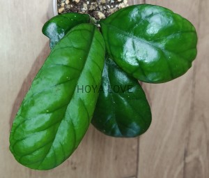 Hoya deykeae