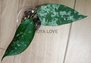 Hoya caudata gold