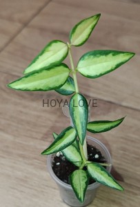 Hoya bella luis bois