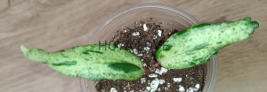 Hoya crocodile